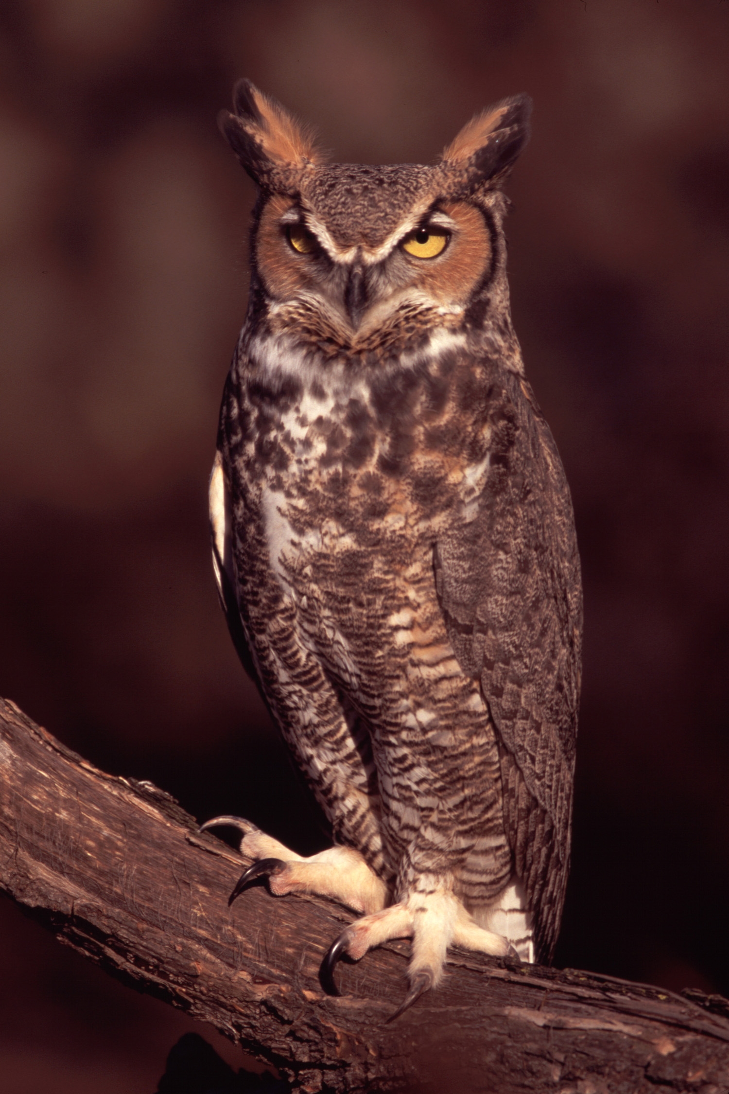 File:Horned Owl.jpg