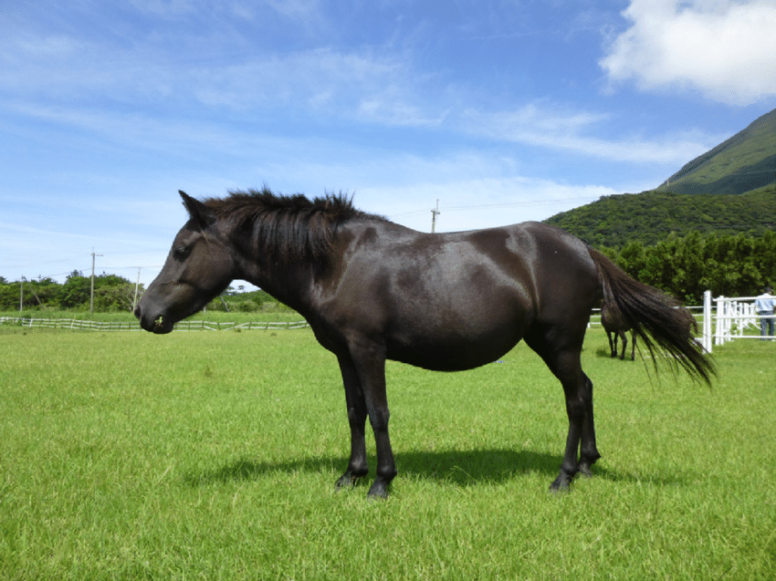 Miyako (Tokara Horse).png