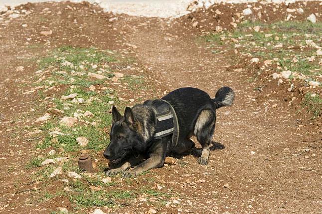 Tremor, Marine Corps EOD dog