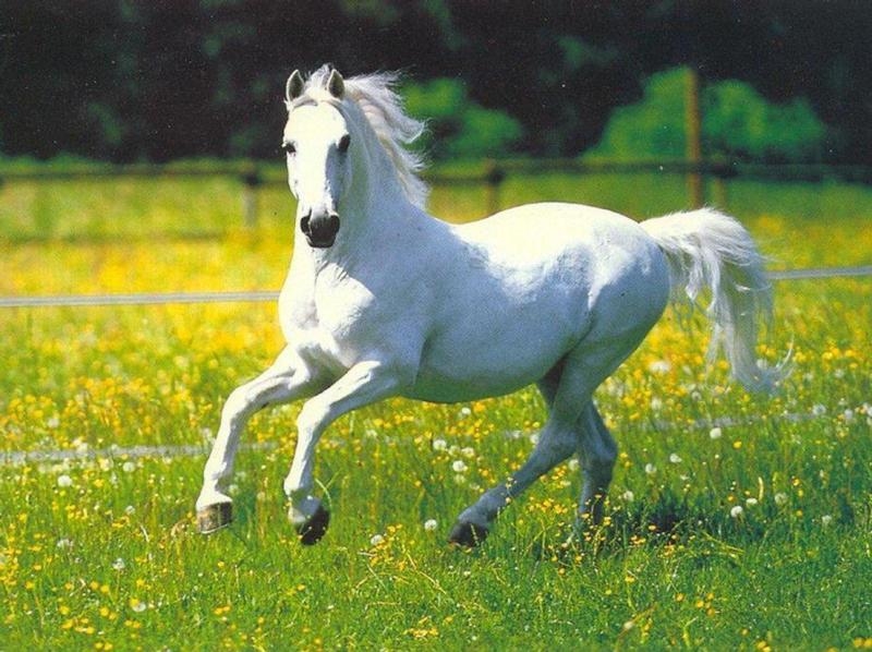 File:White horse.jpg